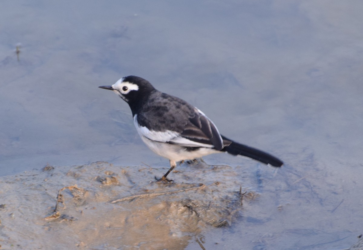 White Wagtail (Hodgson's) - DEBASISH CHATTEERJEE