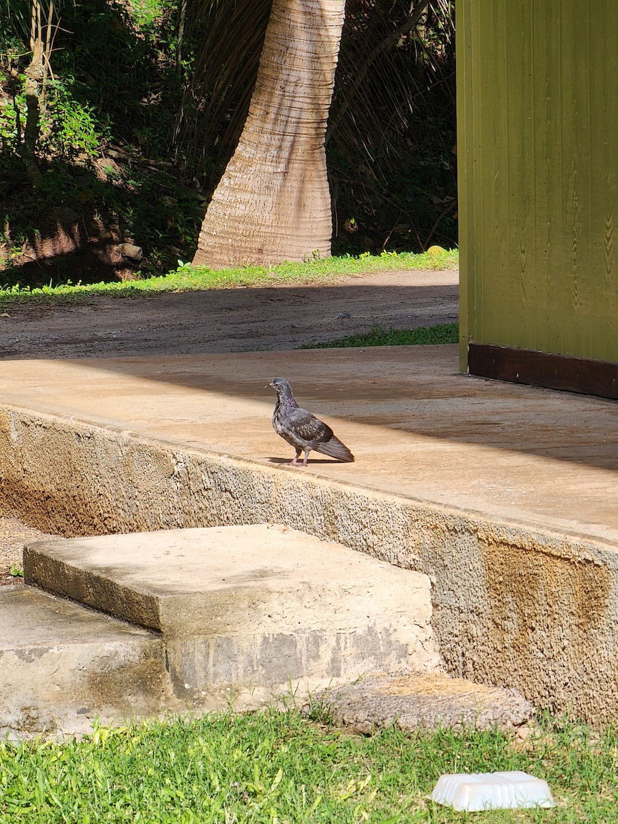 Rock Pigeon (Feral Pigeon) - ML528093851