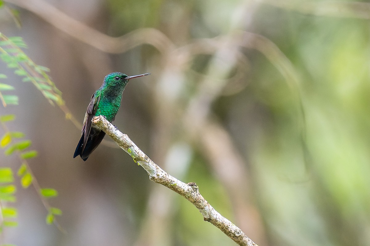 Blue-vented Hummingbird - Pablo Ramos