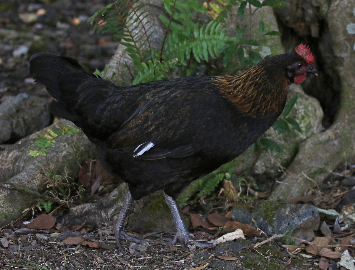 Red Junglefowl (Domestic type) - Don Coons