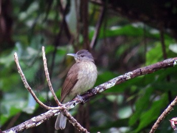 Mindoro Bulbul - ML52809671