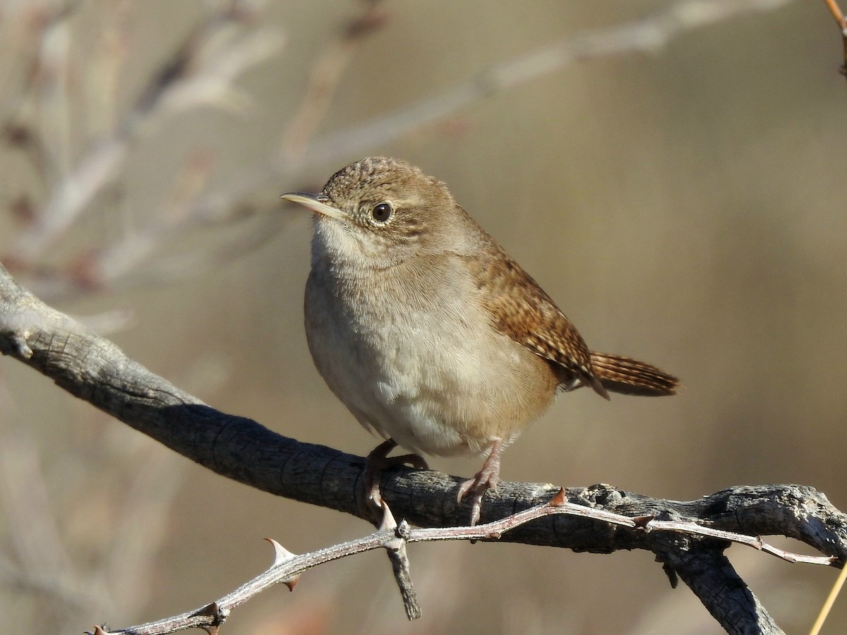 House Wren (Northern) - Joel Gilb