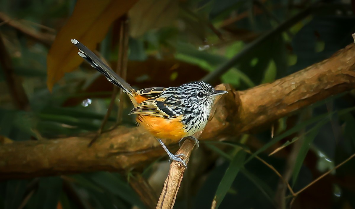 East Andean Antbird - ML528096731