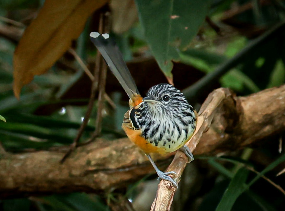 East Andean Antbird - ML528096741