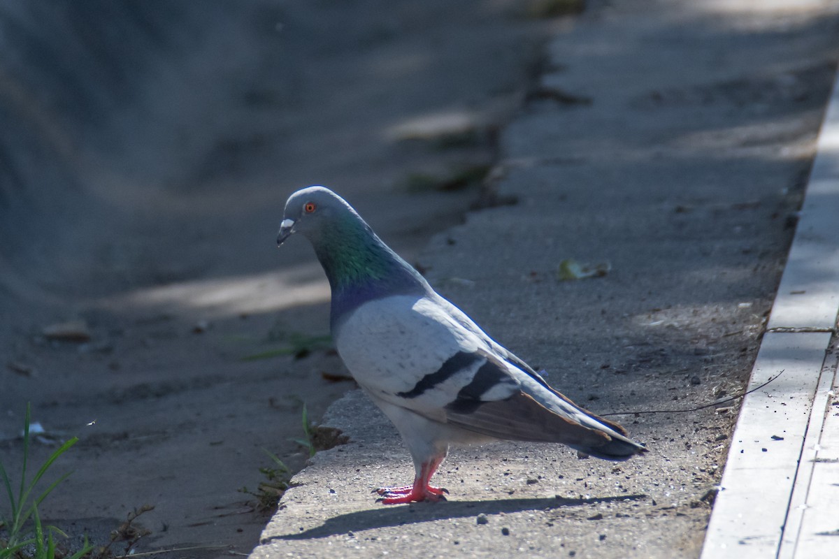Rock Pigeon (Feral Pigeon) - ML528097281