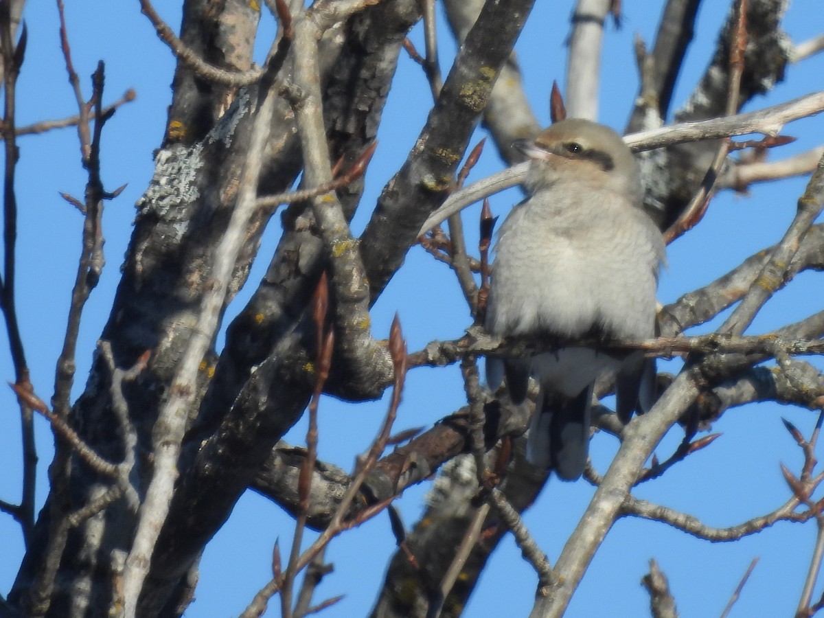 Northern Shrike - Marc Boudreau