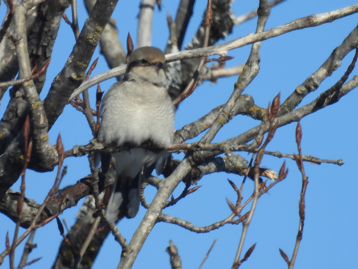 Northern Shrike - Marc Boudreau