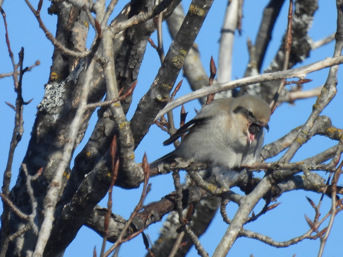 Northern Shrike - Marc Boudreau