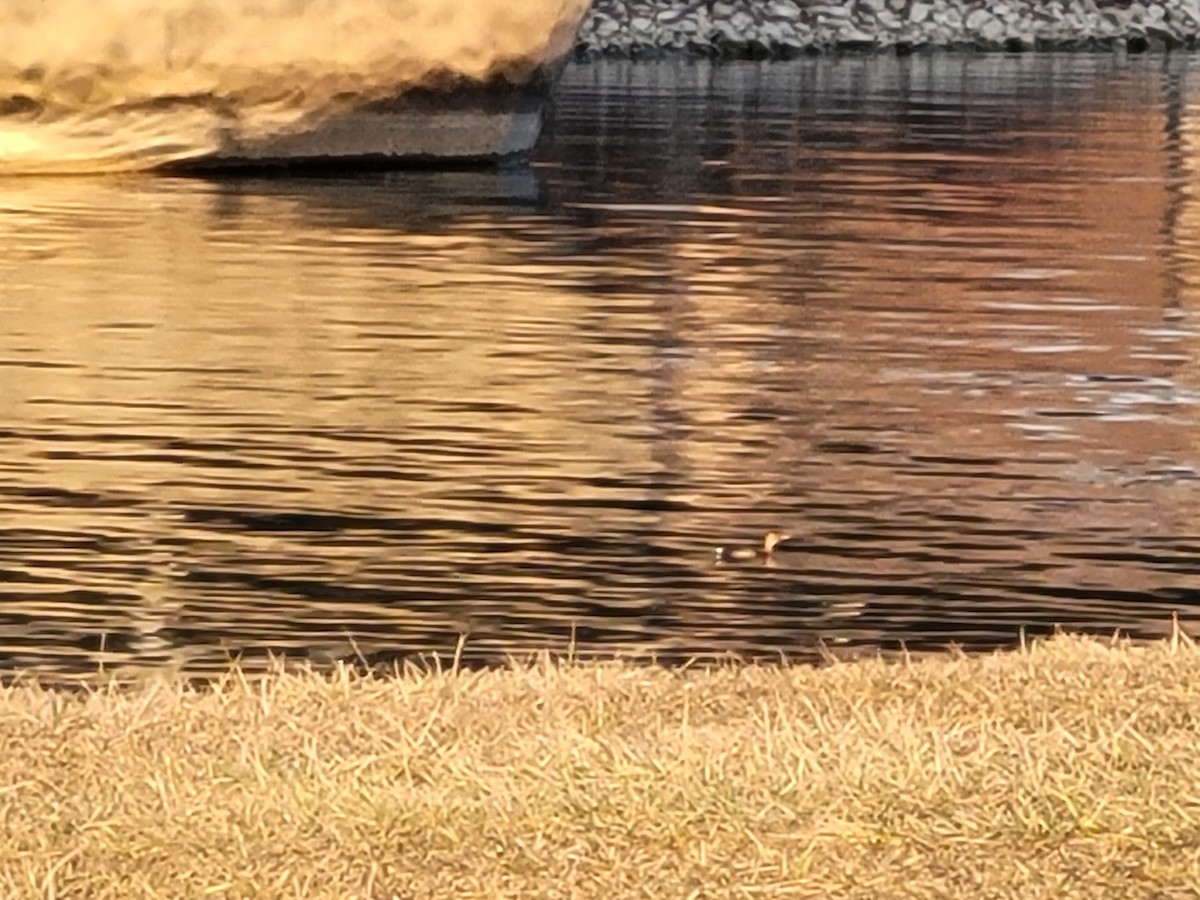 Pied-billed Grebe - ML528098141