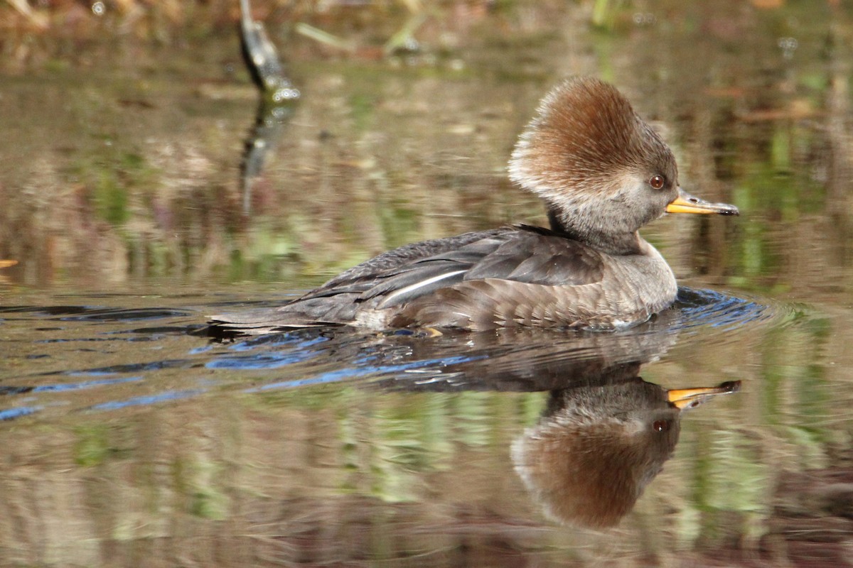 Hooded Merganser - Anonymous