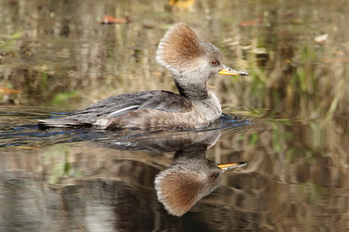 Hooded Merganser - Anonymous