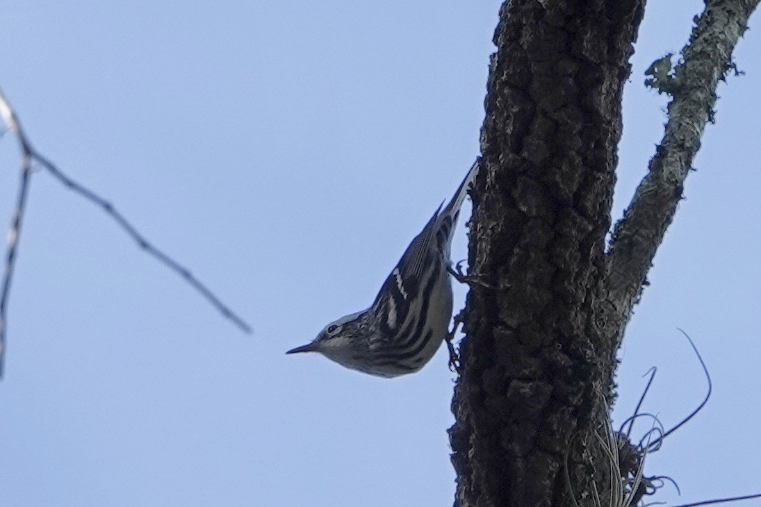 Black-and-white Warbler - ML528099331