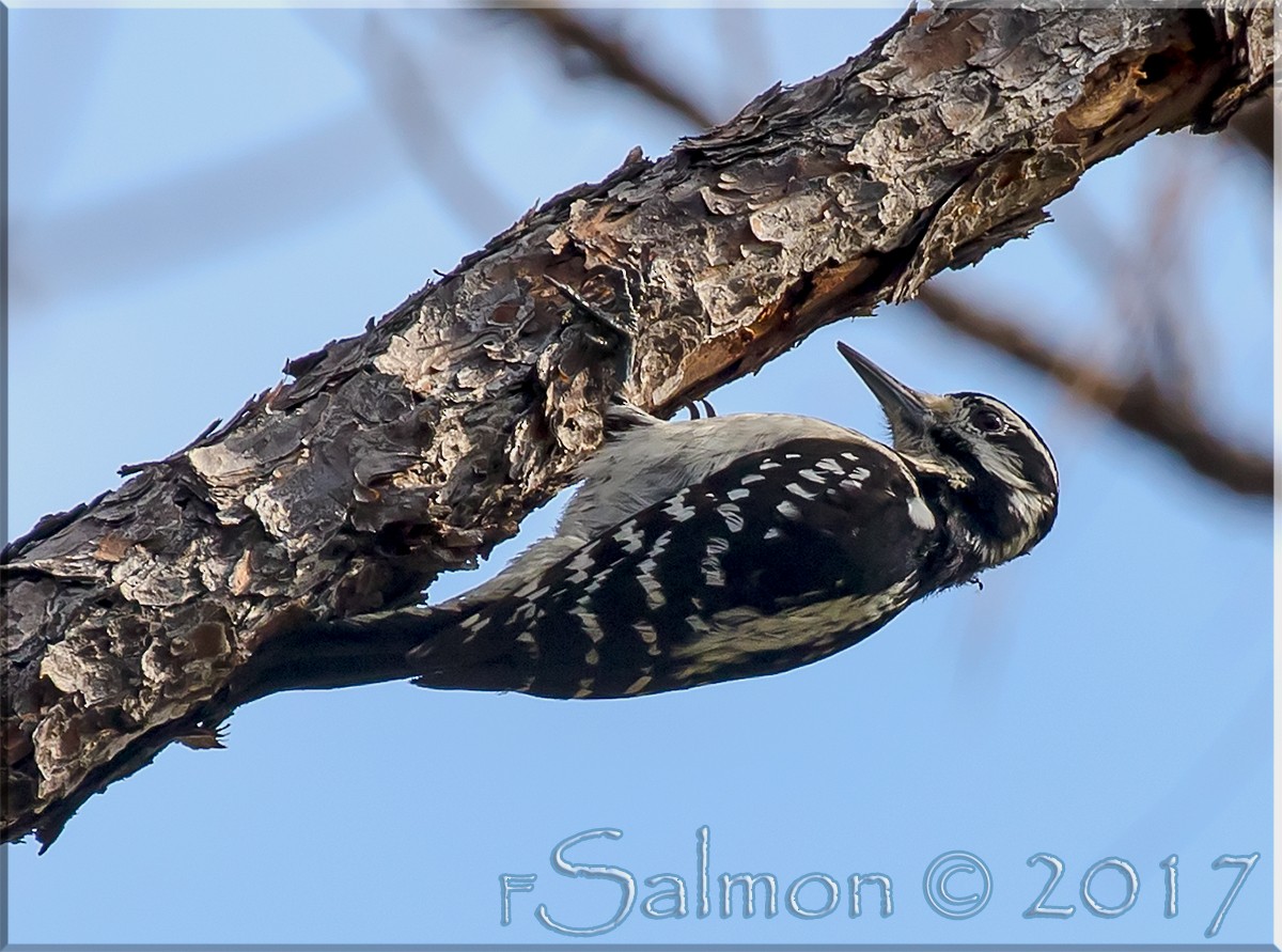 Hairy Woodpecker - ML52809961