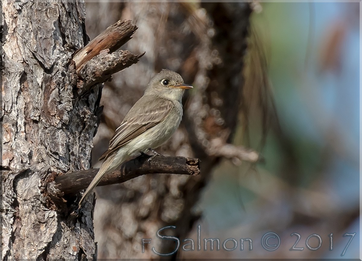 Cuban Pewee - ML52810001