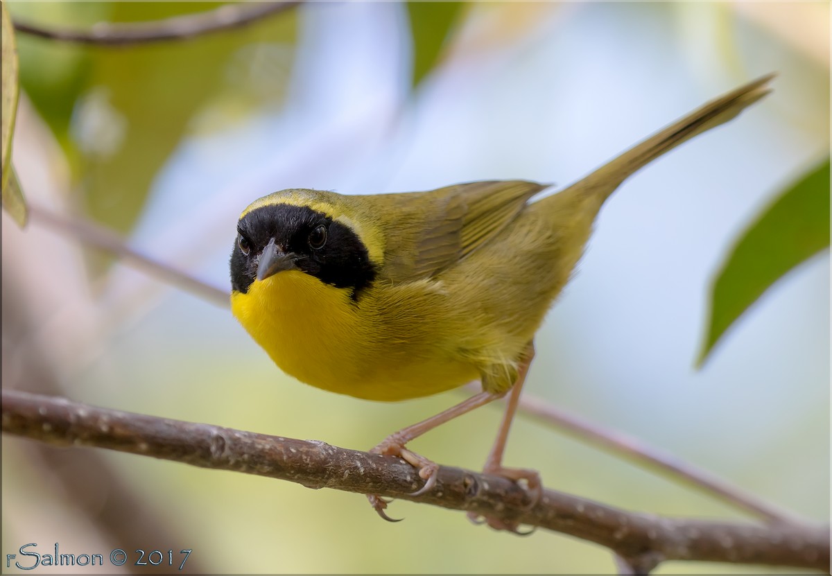 Bahama Yellowthroat - ML52810051