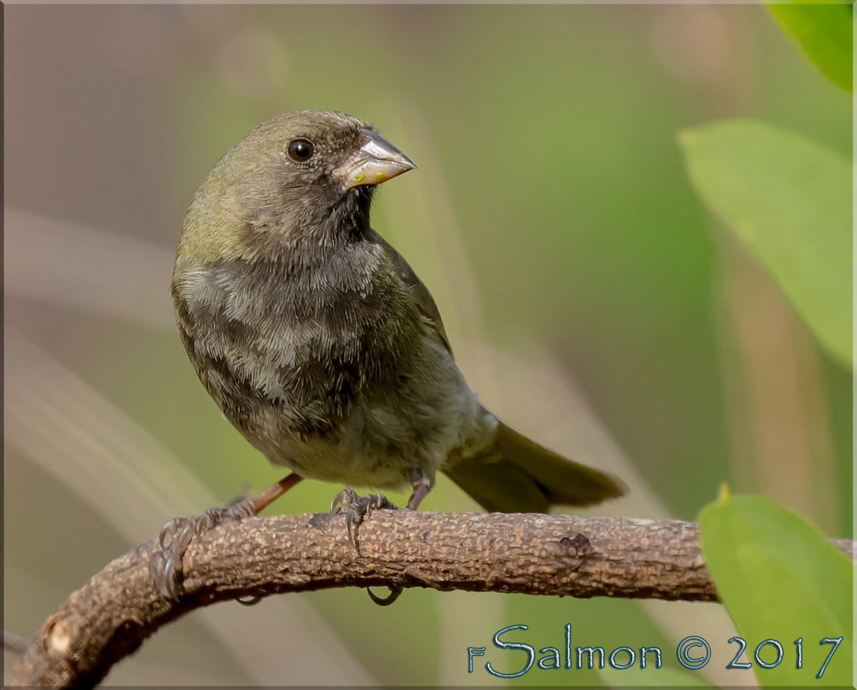 Black-faced Grassquit - ML52810171