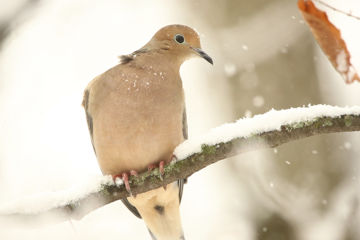 Mourning Dove - Victor Chen