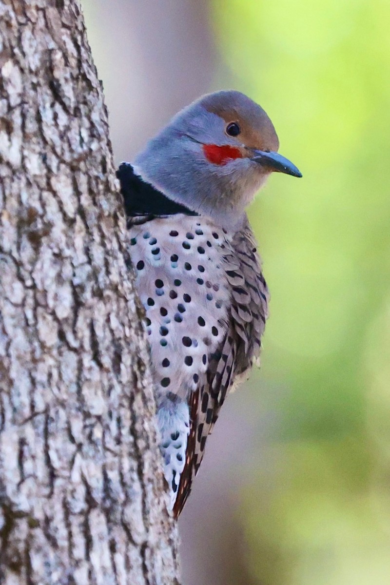 Northern Flicker (Red-shafted) - ML528103621