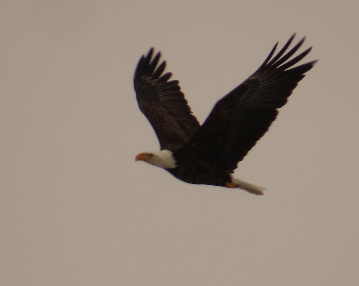 Bald Eagle - ML528104691