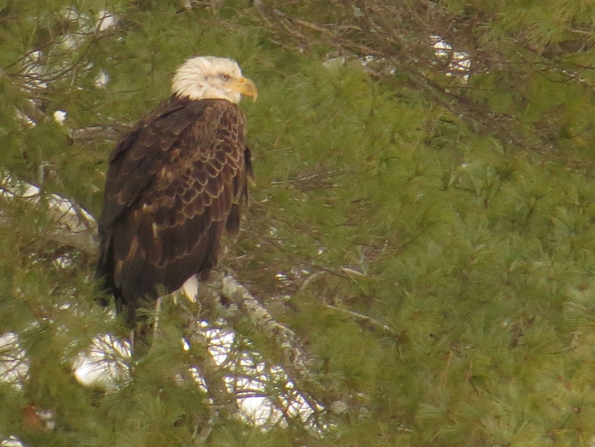 Bald Eagle - ML528104701