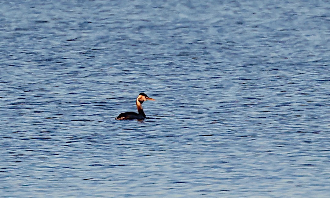 Great Crested Grebe - ML528105391