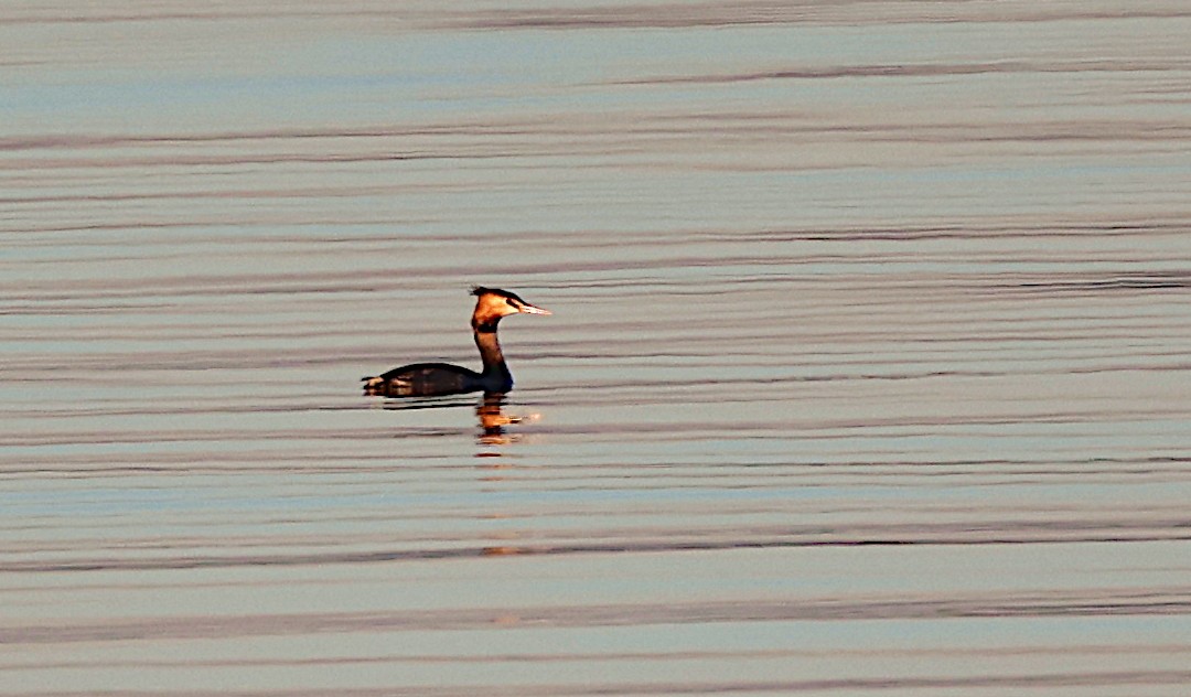 Great Crested Grebe - ML528105441