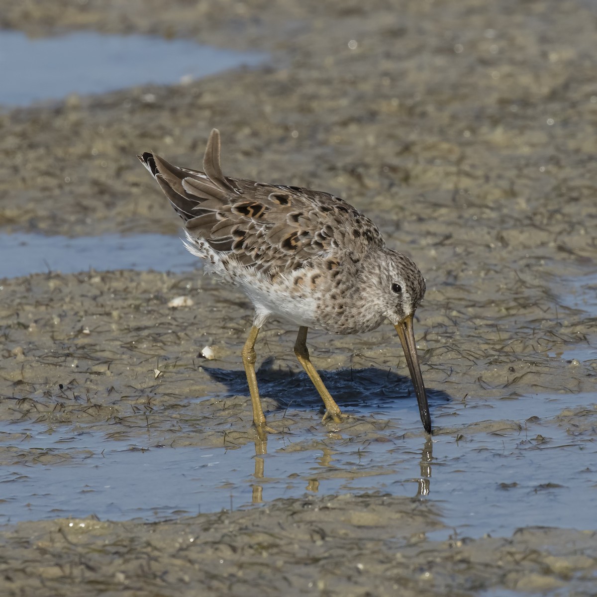 Short-billed Dowitcher - ML52810551