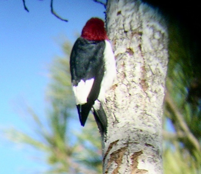 Red-headed Woodpecker - ML528106151