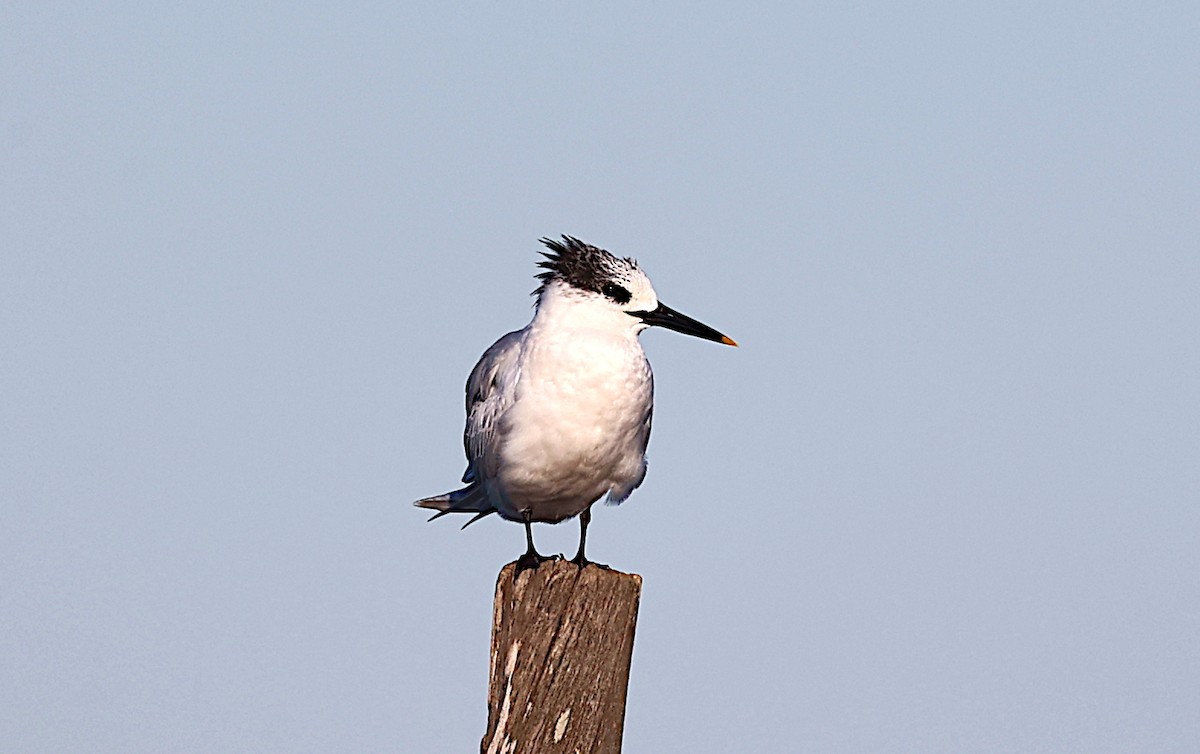 Sandwich Tern - ML528106431