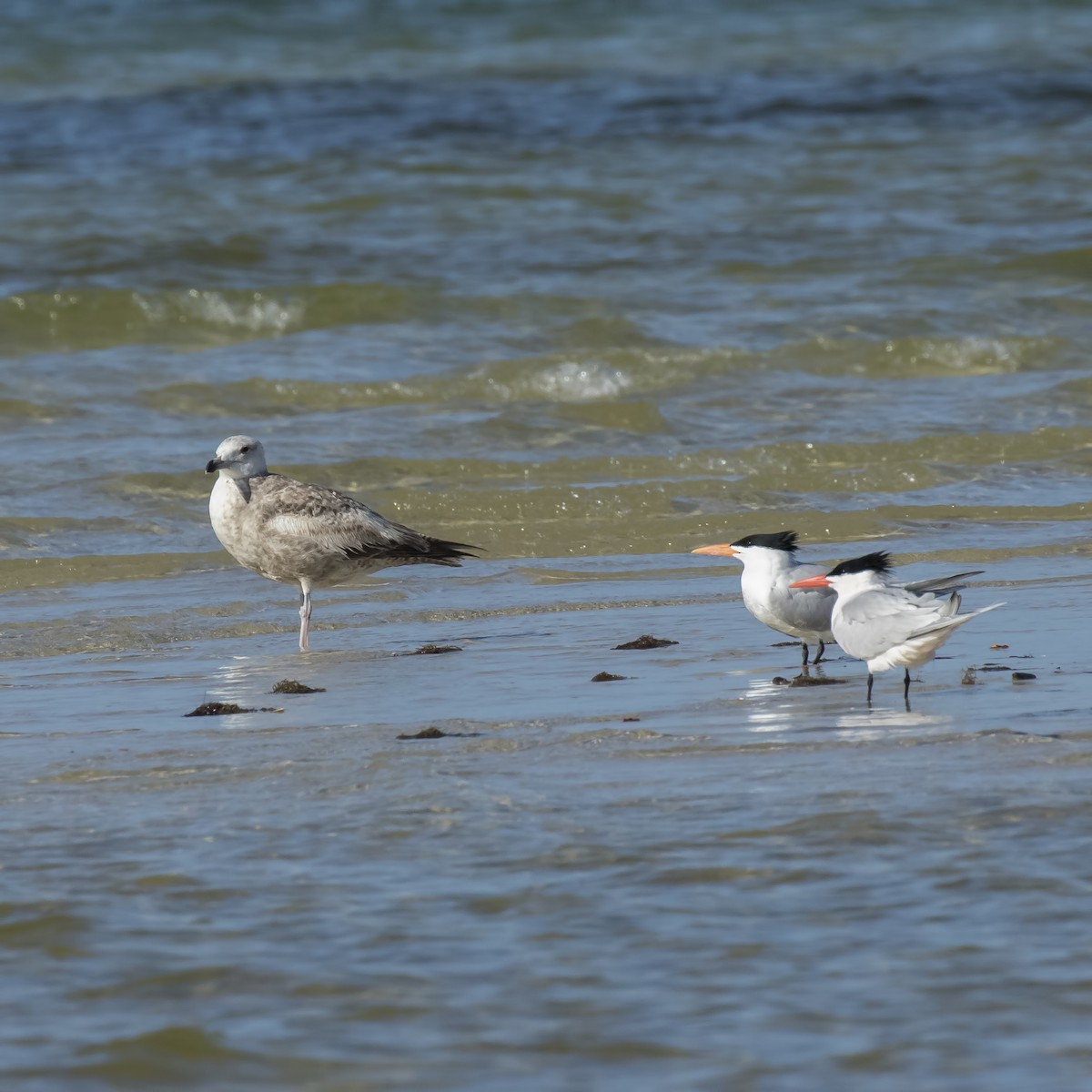 Great Black-backed Gull - ML52810691