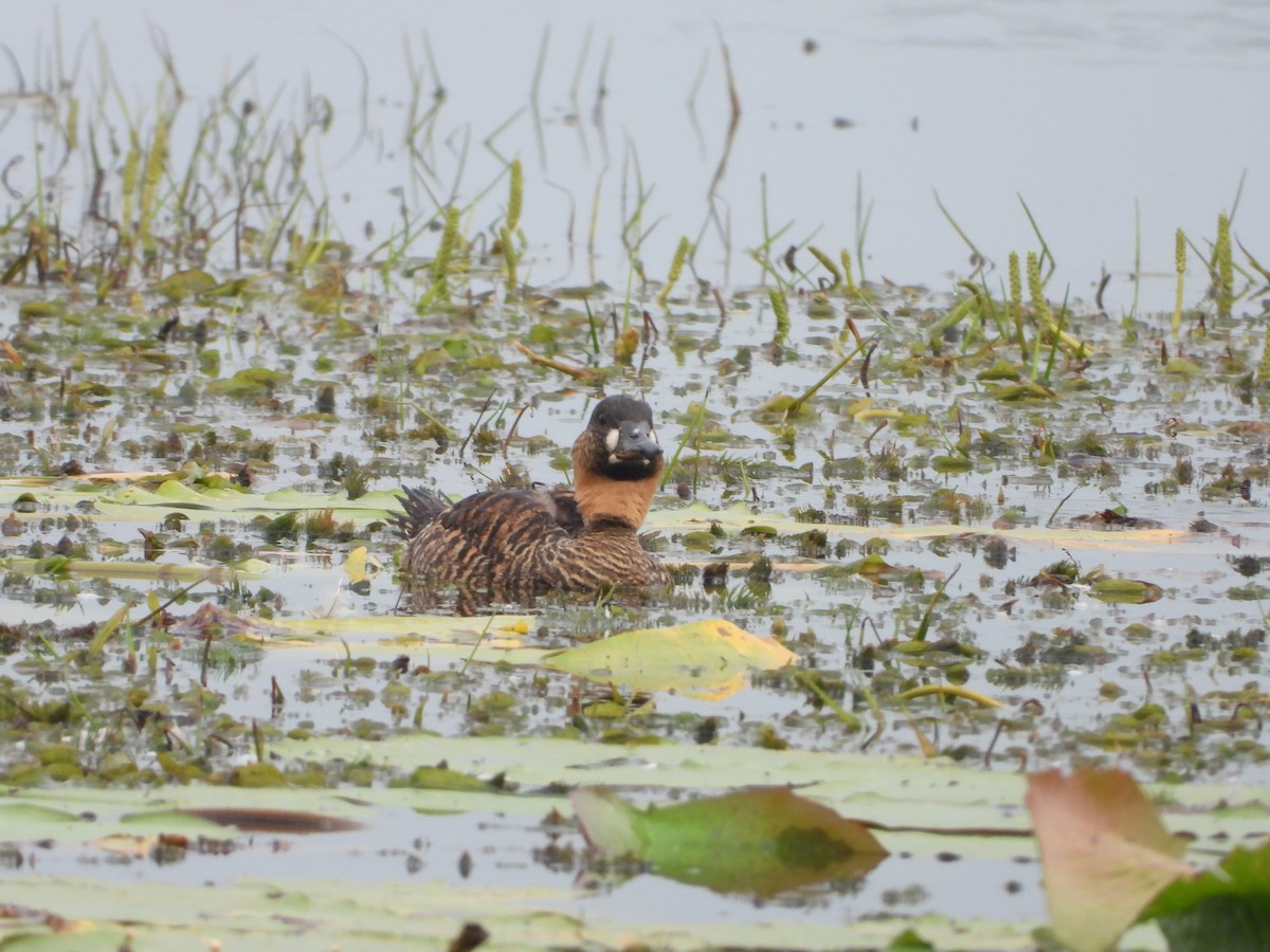 White-backed Duck - ML528108561