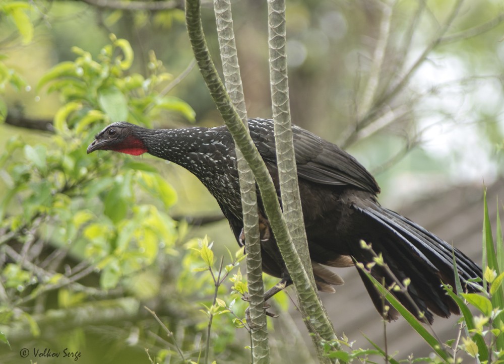 Dusky-legged Guan - ML528110271