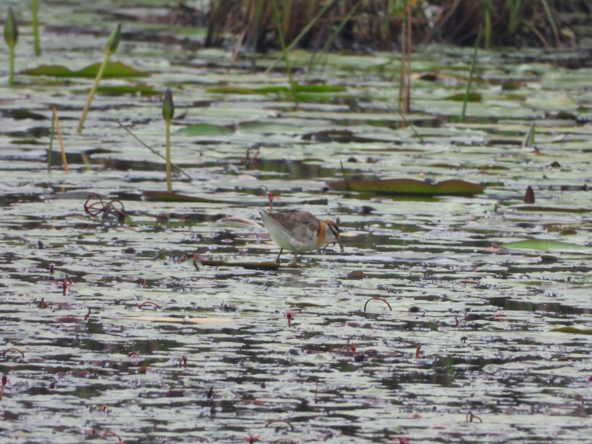 Lesser Jacana - ML528110321