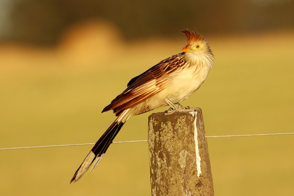 Guira Cuckoo - Miguel Angel Bean