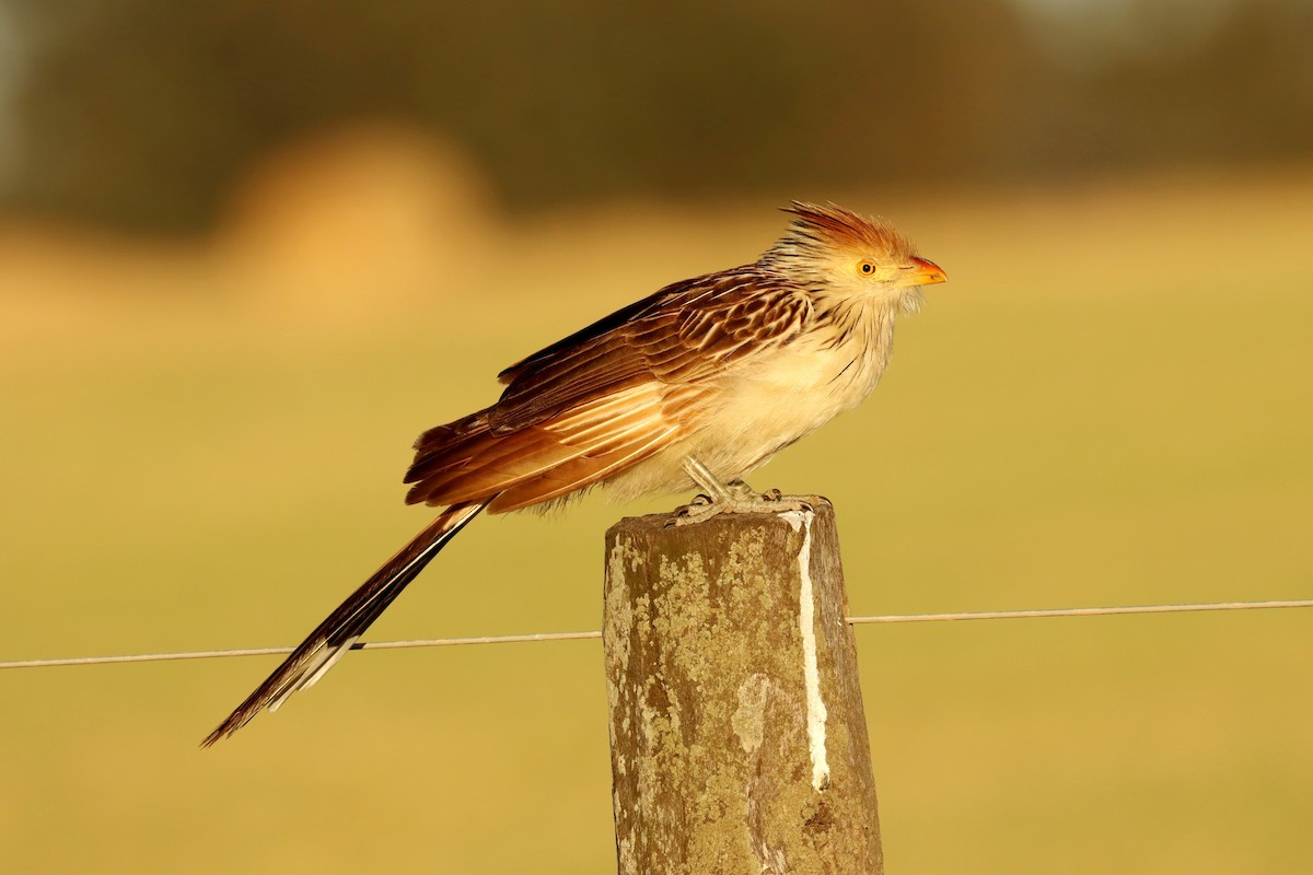 Guira Cuckoo - Miguel Angel Bean