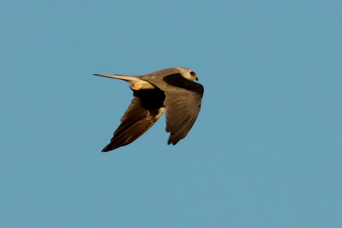 White-tailed Kite - ML528110941