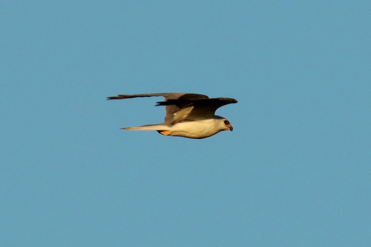 White-tailed Kite - ML528110951