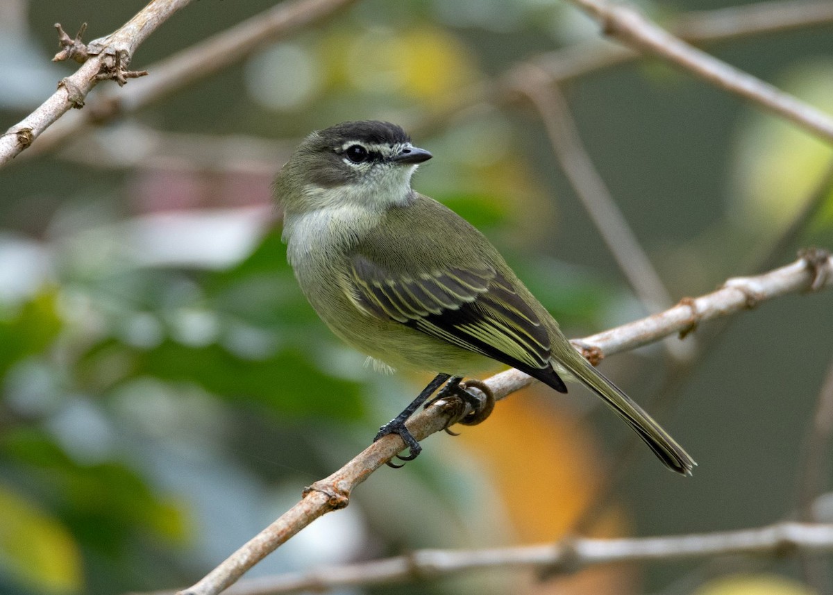 Spectacled Tyrannulet - ML528111431