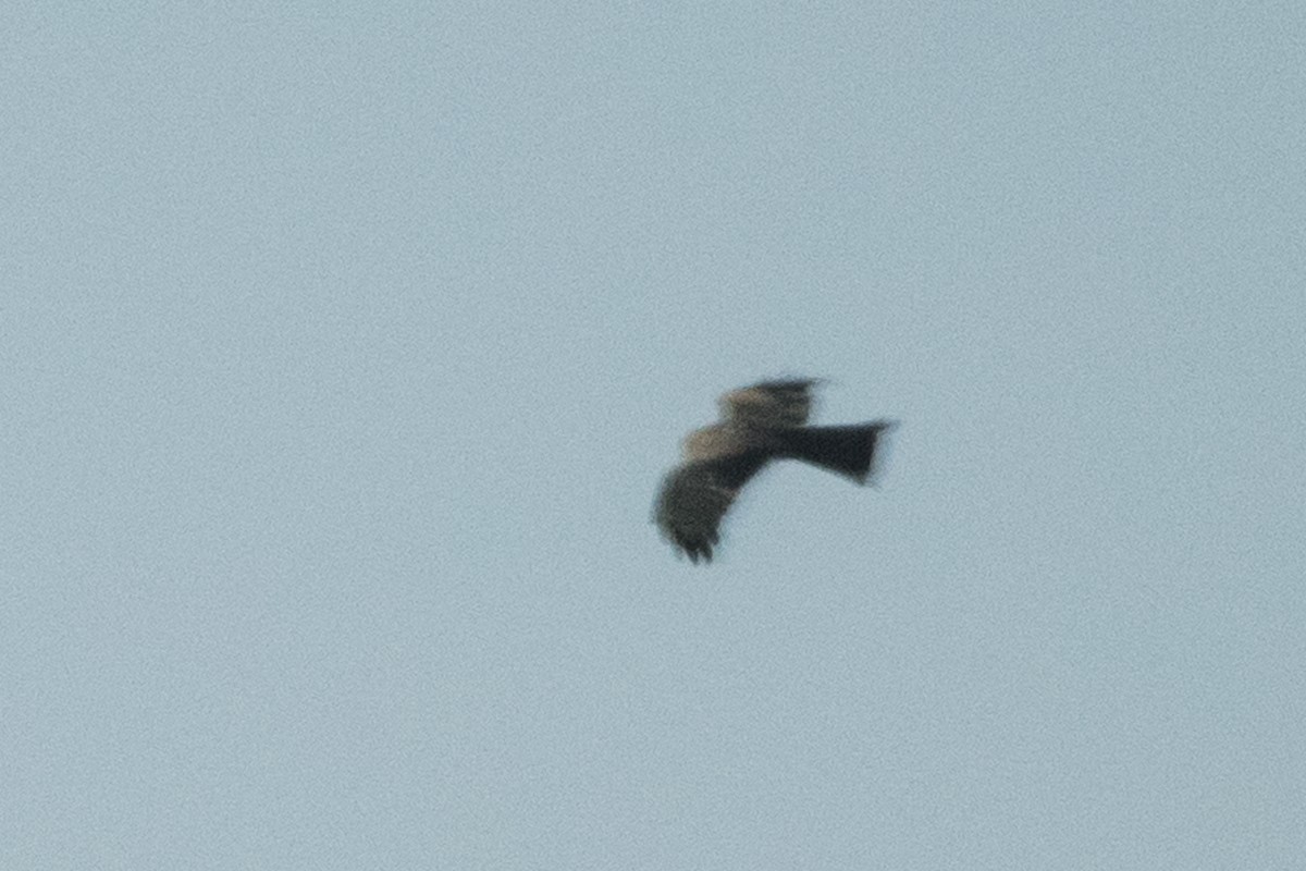 Black Kite - ML52811241