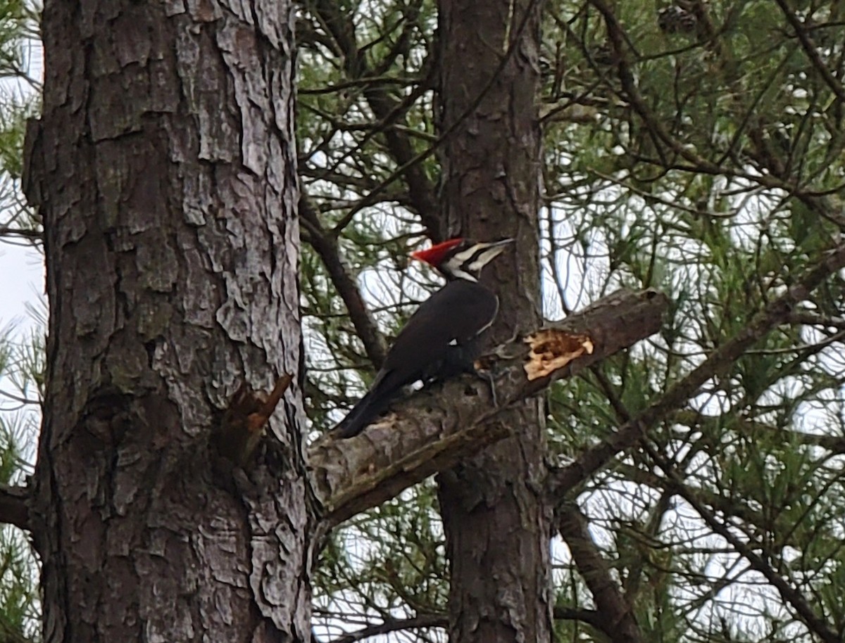 Pileated Woodpecker - ML528112811