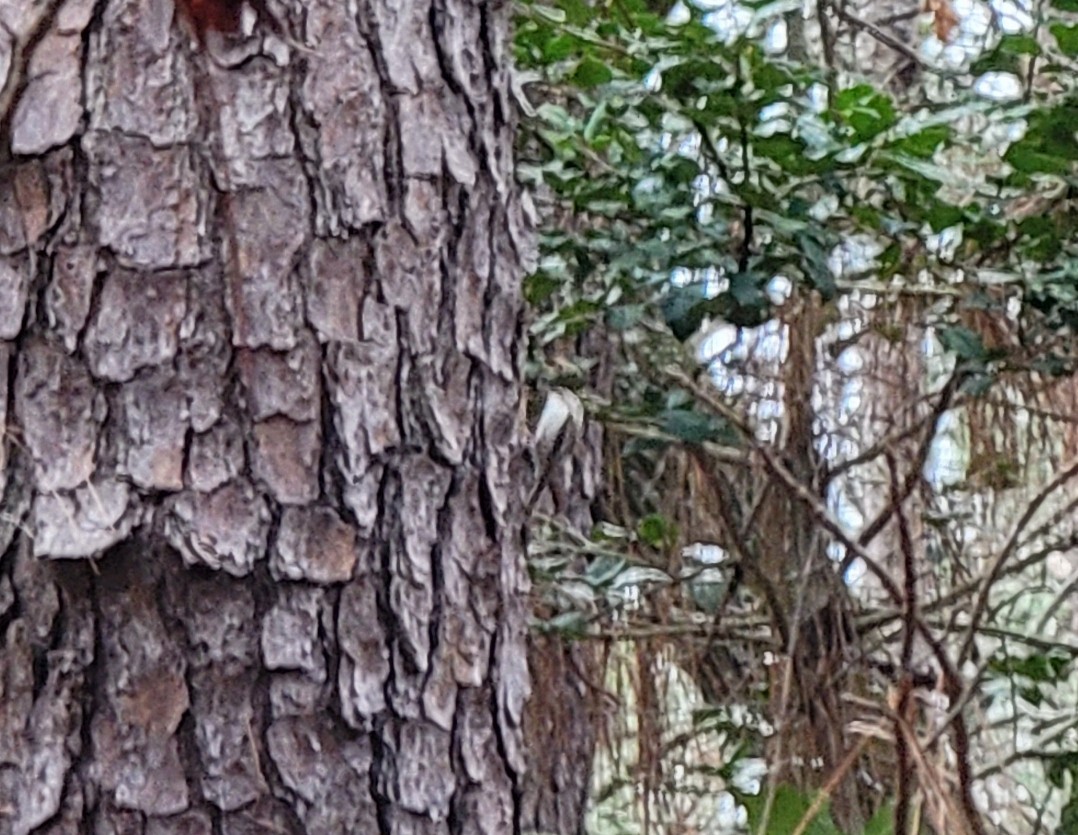 Brown Creeper - ML528112941