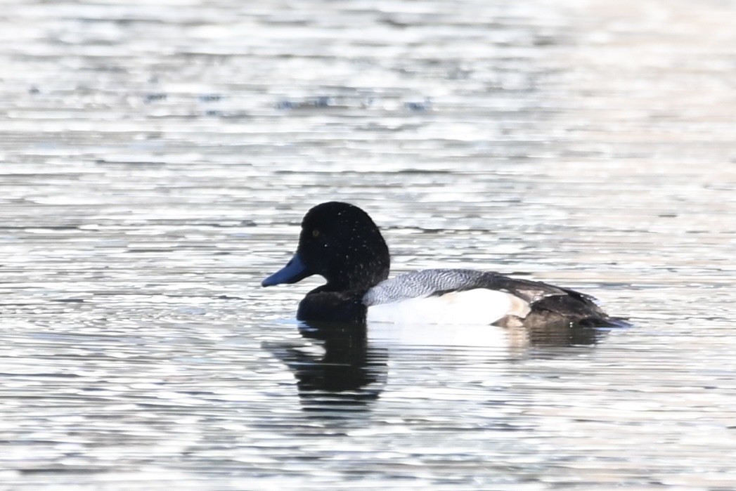 Greater Scaup - ML528113461