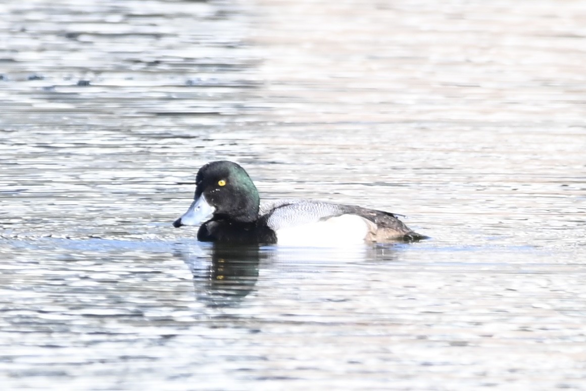 Greater Scaup - ML528113471