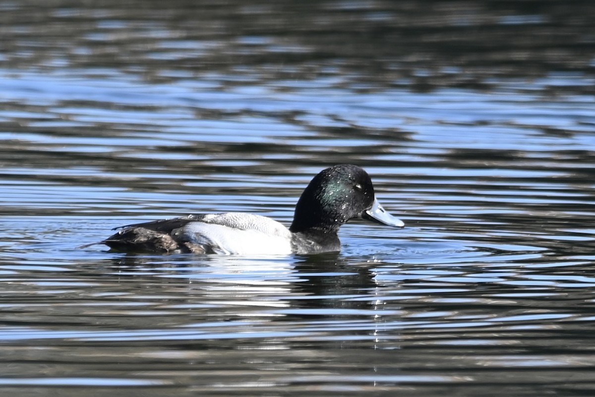 Greater Scaup - ML528113481