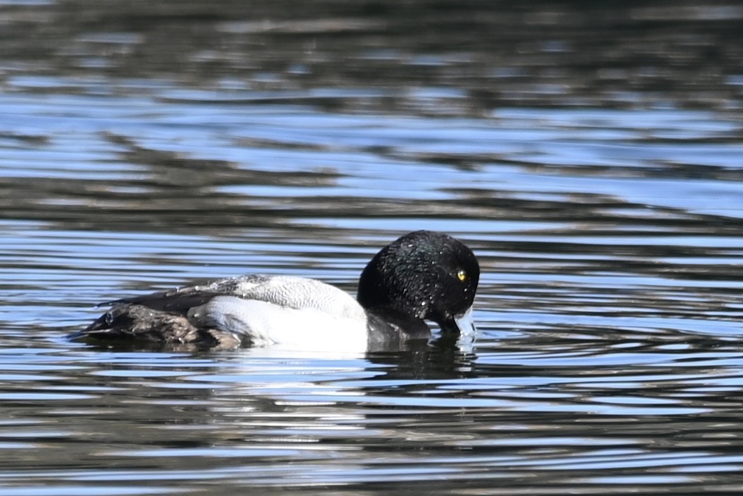 Greater Scaup - ML528113491