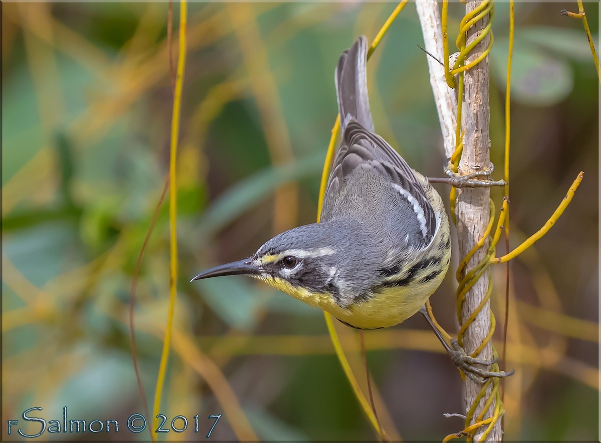 Bahama Warbler - ML52811441