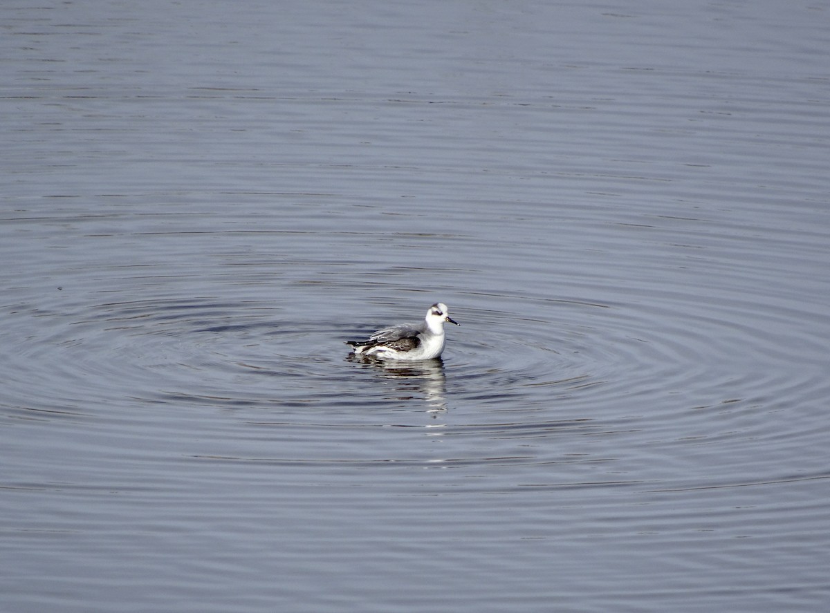 Red Phalarope - ML528114621