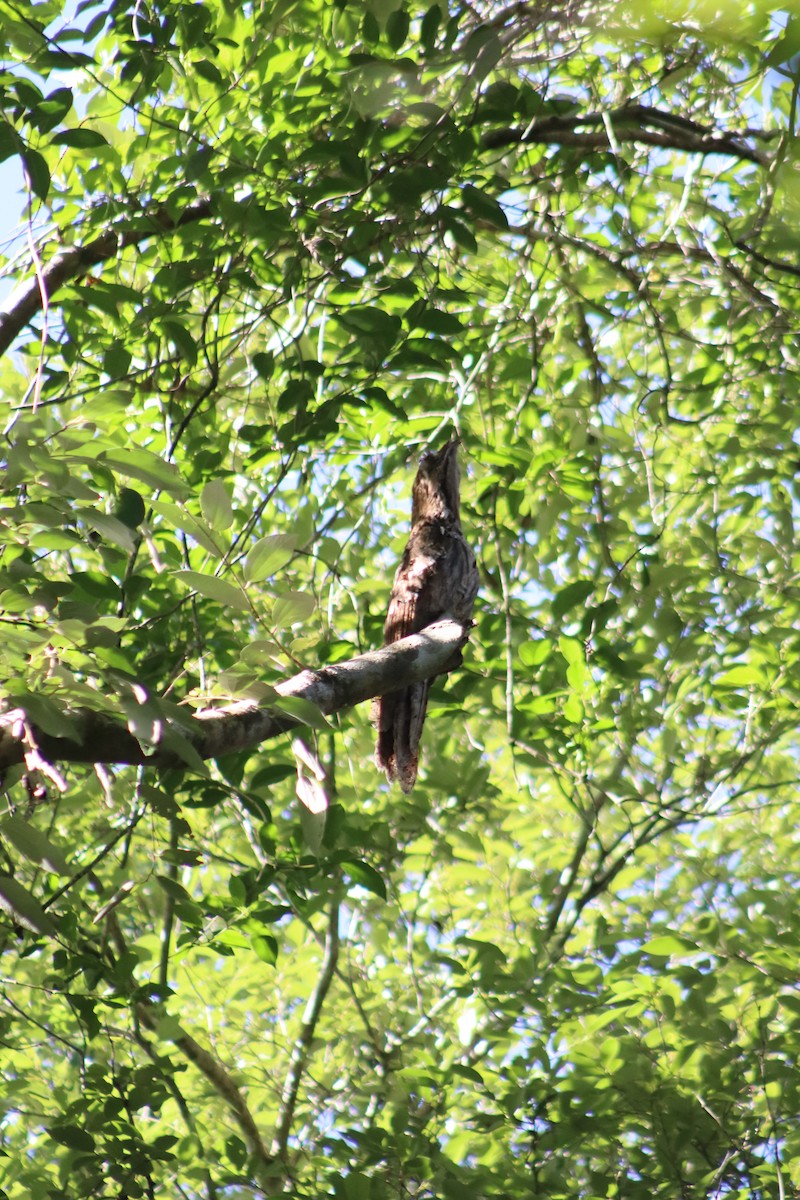 Long-tailed Potoo - Fabrício Araújo