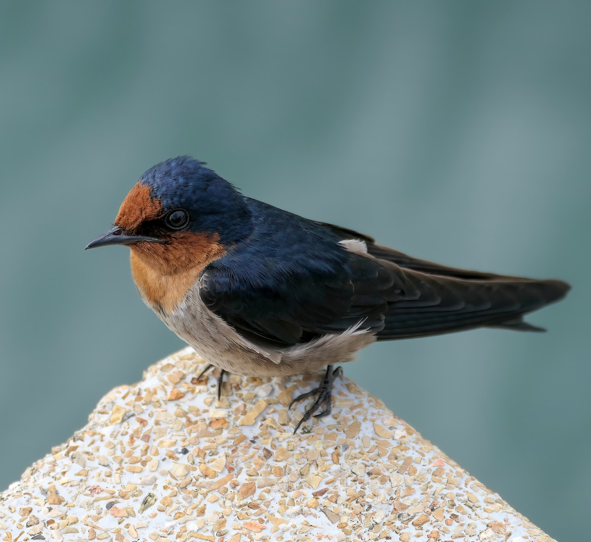 Pacific Swallow - ML528116241