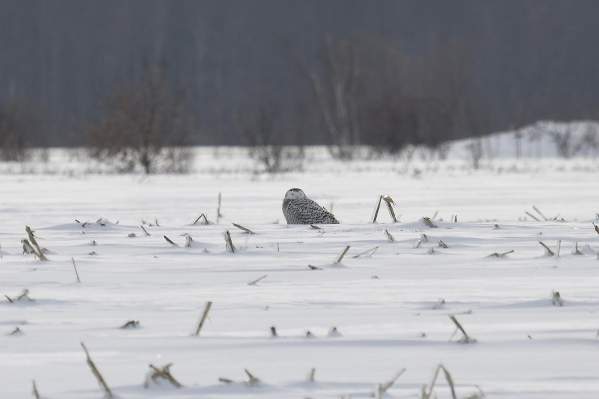 Snowy Owl - ML528117481